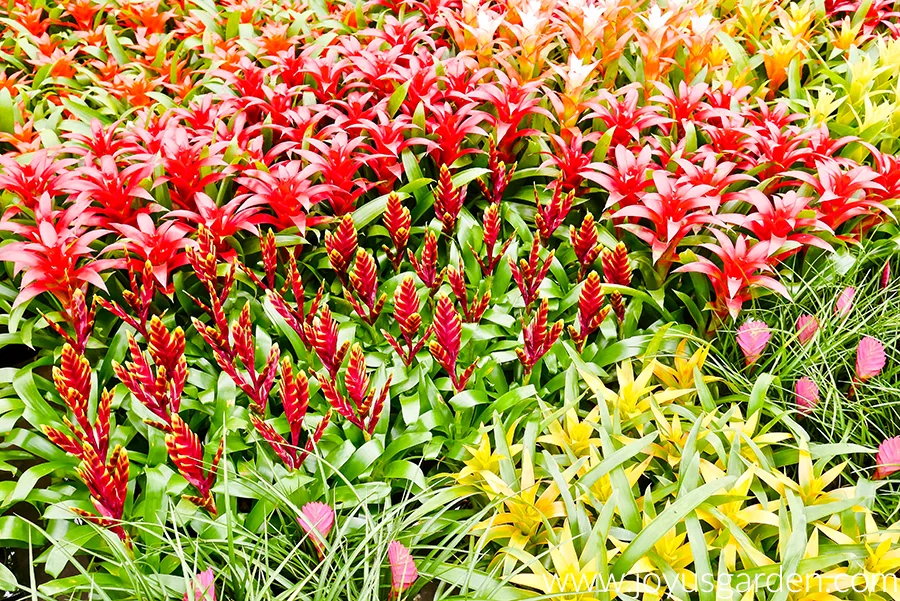 colorful bromeliads in reds pins and yellows on plant table in greenhouse