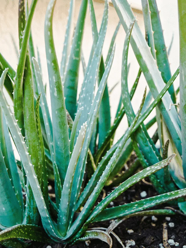 cropped-aloe-vera-problems-indoors-1.png