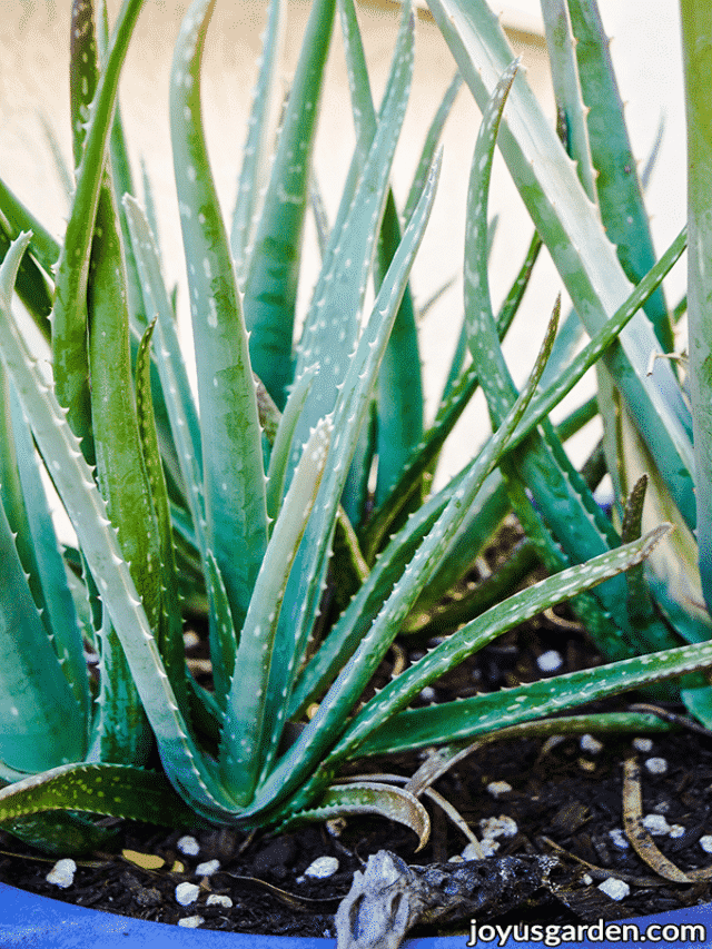 Problems and Solutions For Growing Aloe Vera Indoors