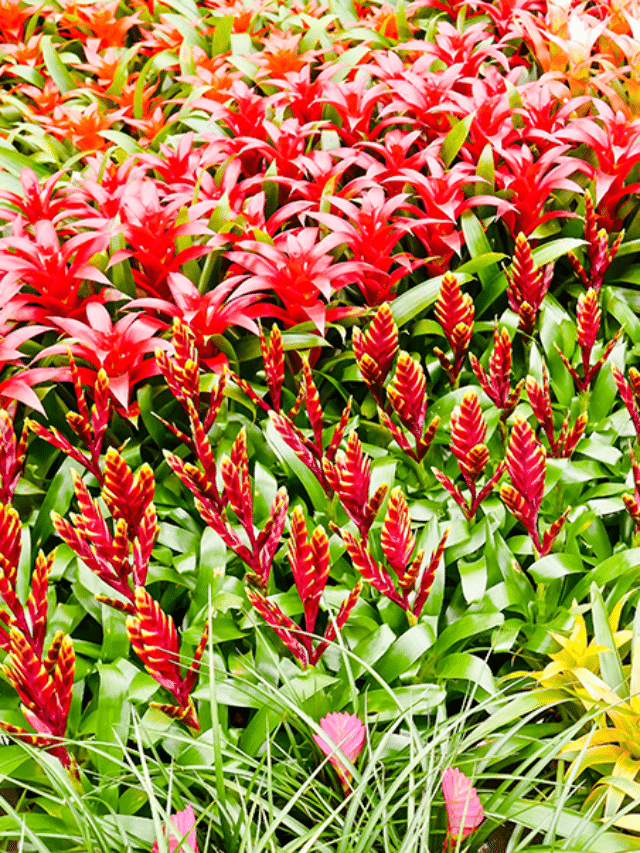 Pruning Bromeliad Flowers