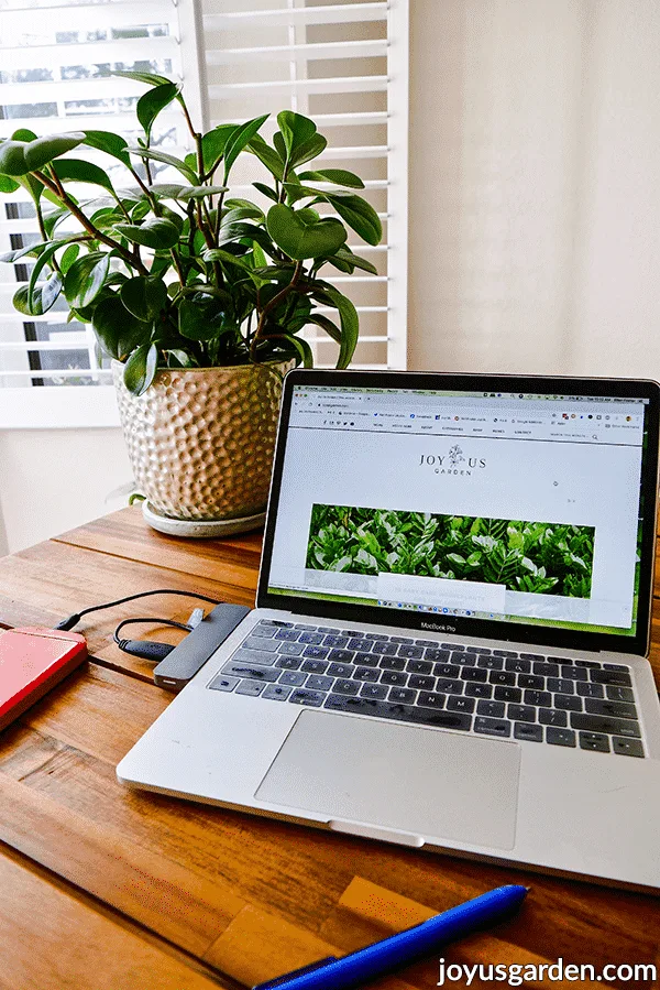 An office plant in a white metallic ceramic sitting next to laptop computer on a desk. The text at the bottom reads joyusgarden.com.