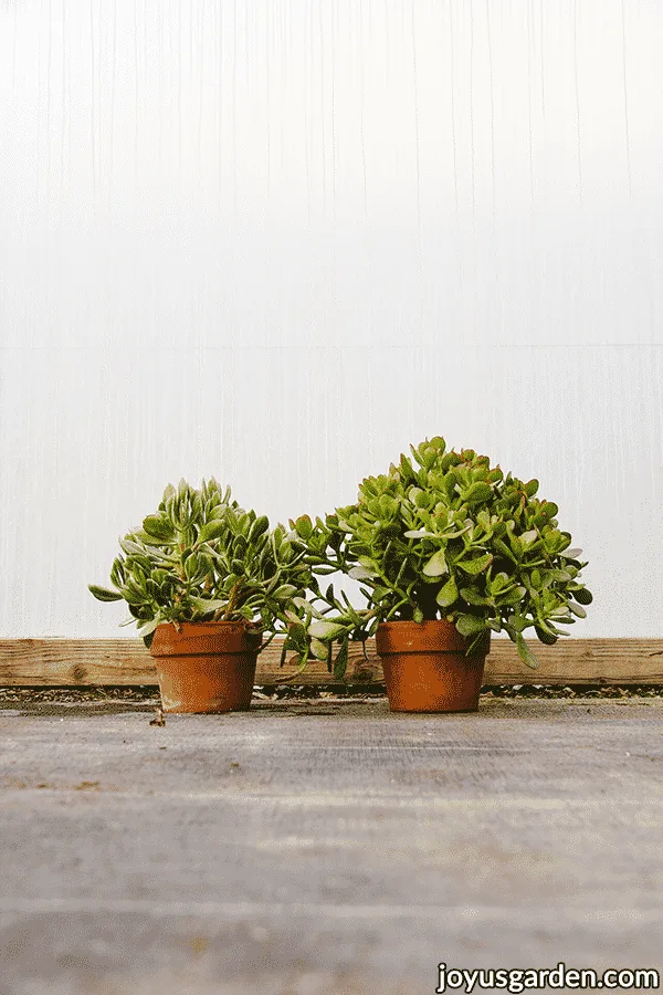 Two jade plants 1 with variegated foliage & 1 with solid foliage in terra cotta pots.