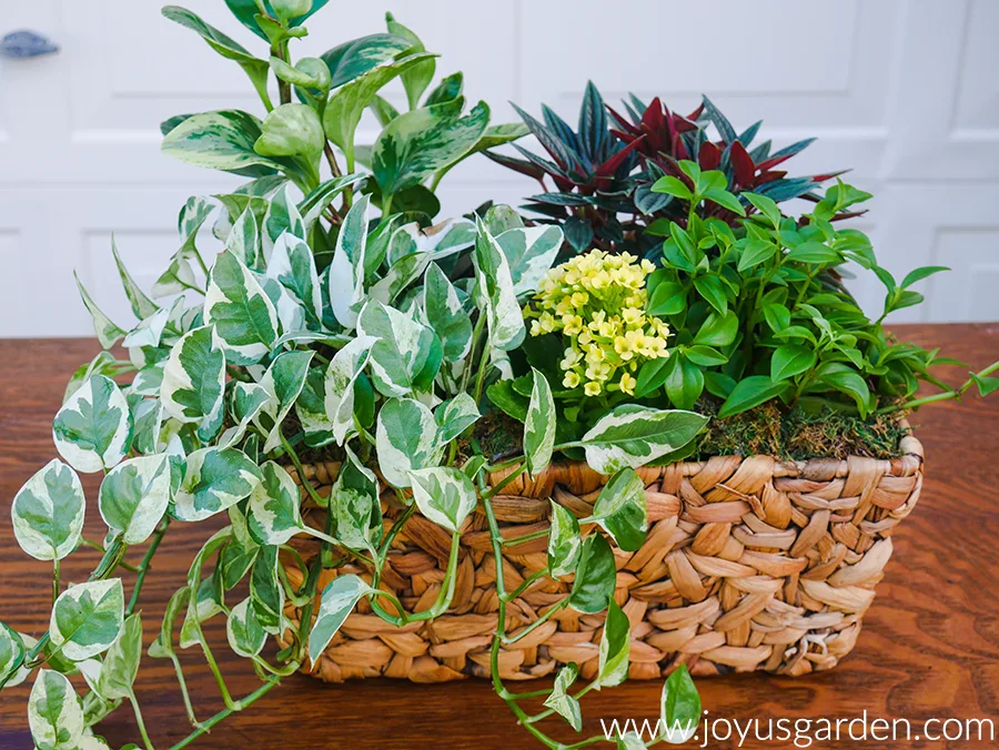 dish garden of a variety of houseplants in plant basket on table 