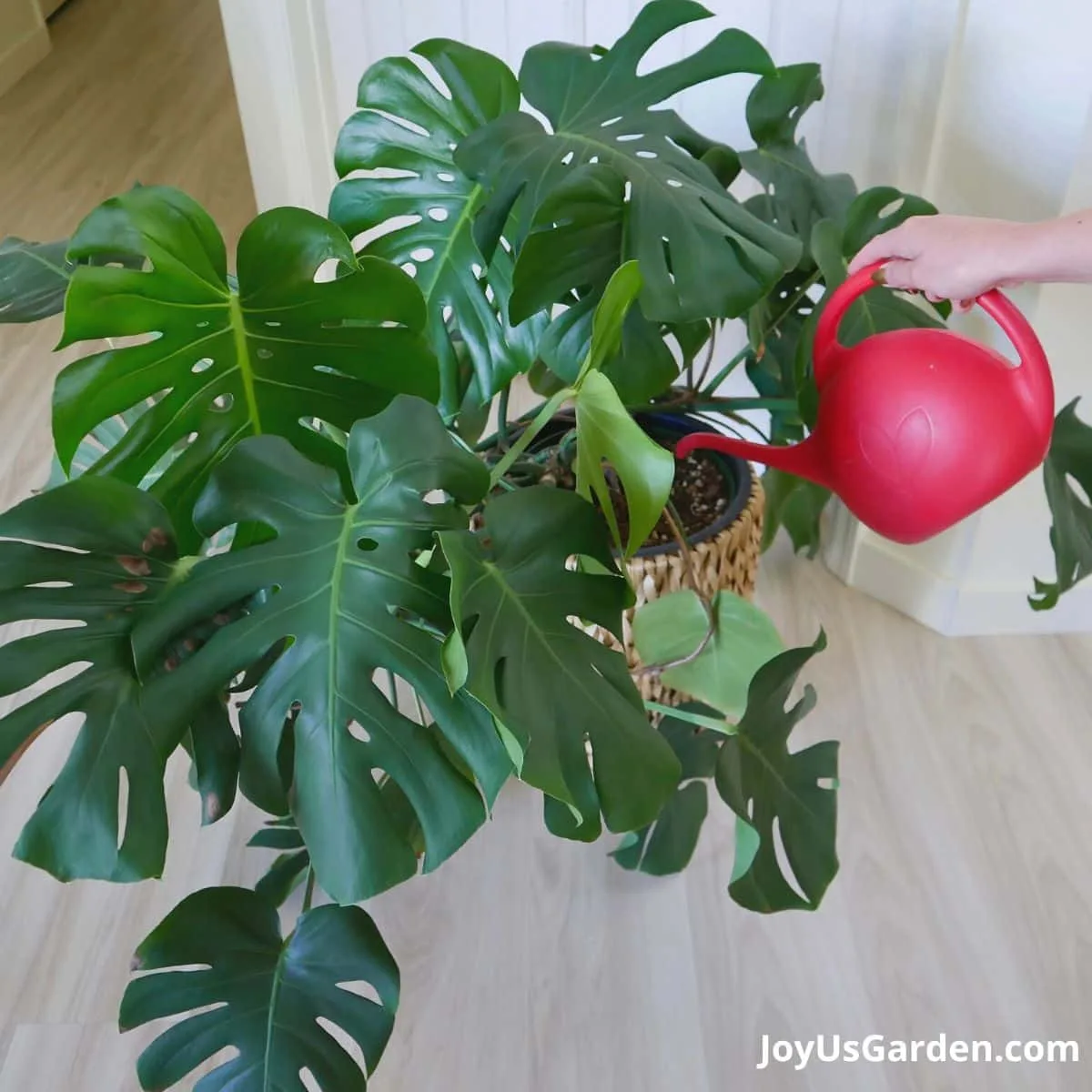 monstera deliciosa in plant basket on the floor being watered with red watering can