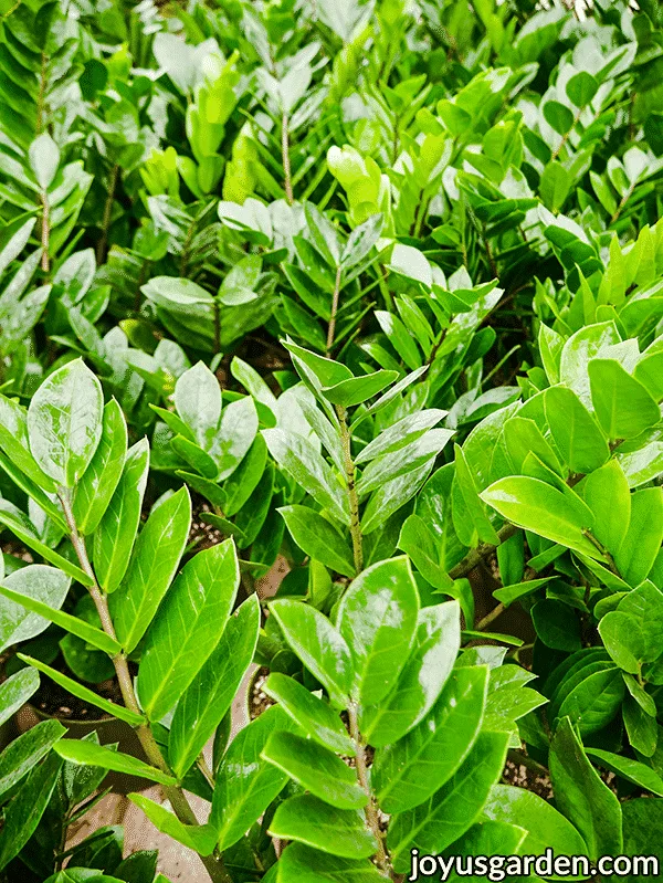 Close up of many zz plants with glossy green foliage.