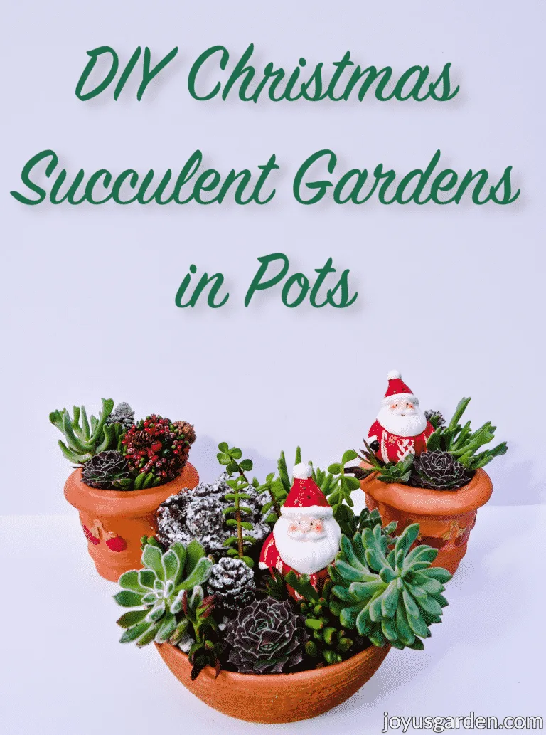 3 Christmas succulent arrangements in terra cotta pots the text reads diy succulent gardens in pots