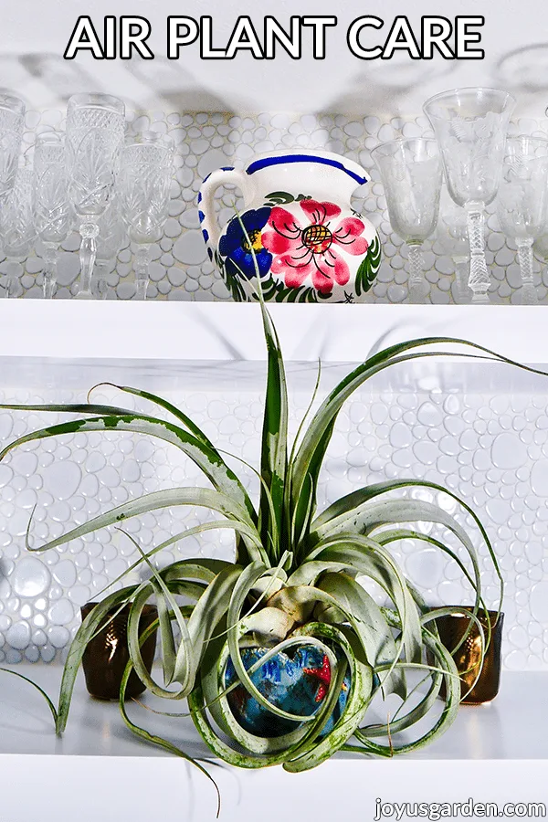 a tillandsia xerographica air plant in a ceramic dish sits on a white shelf