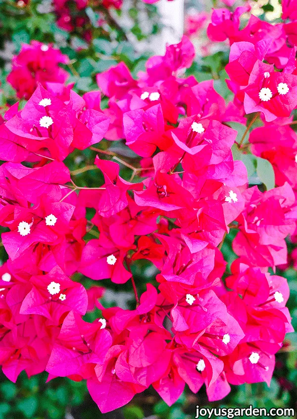 close up of deep pink bougainvillea barbara karst flowers