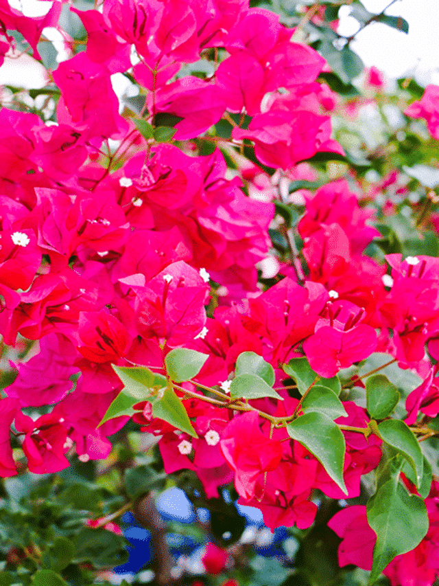 How To Care For Bougainvillea In Pots