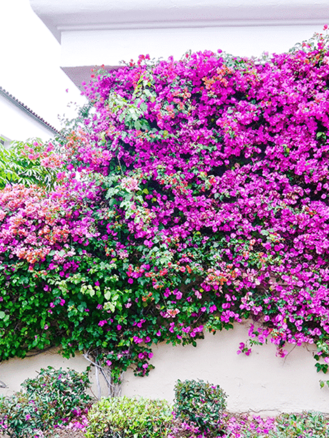 Answers To Questions About Growing Bougainvillea