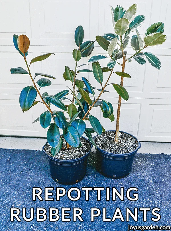 2 large rubber plants ficus elasticas in large grow pots the text reads repotting rubber plants