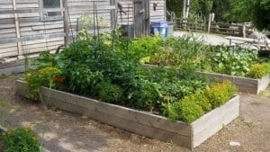 How to Grow a Kitchen Herb Garden | Joy Us Garden