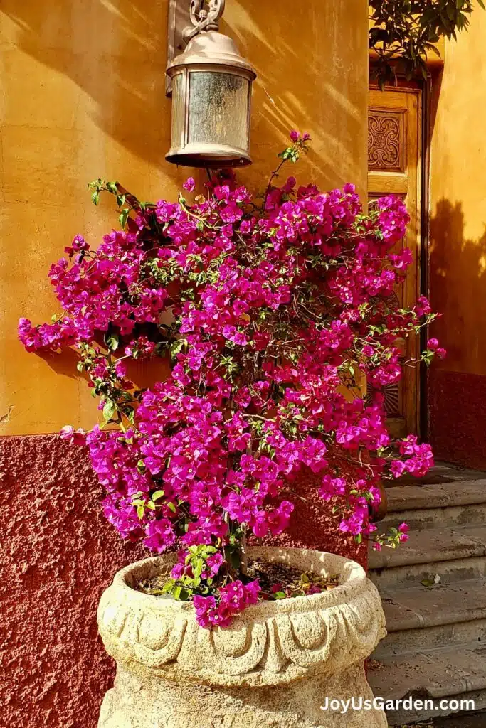 A bougainvillea in a pot grows outdoors against an orange wall.