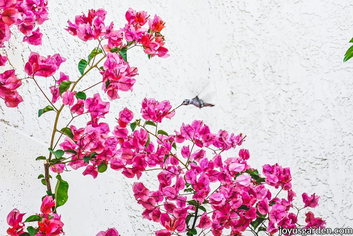 Bougainvillea Care 101: Essential Tips for a Healthy Plant