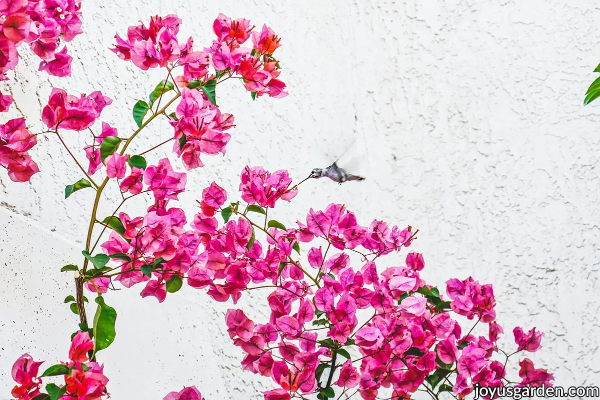 How To Care For Bougainvillea