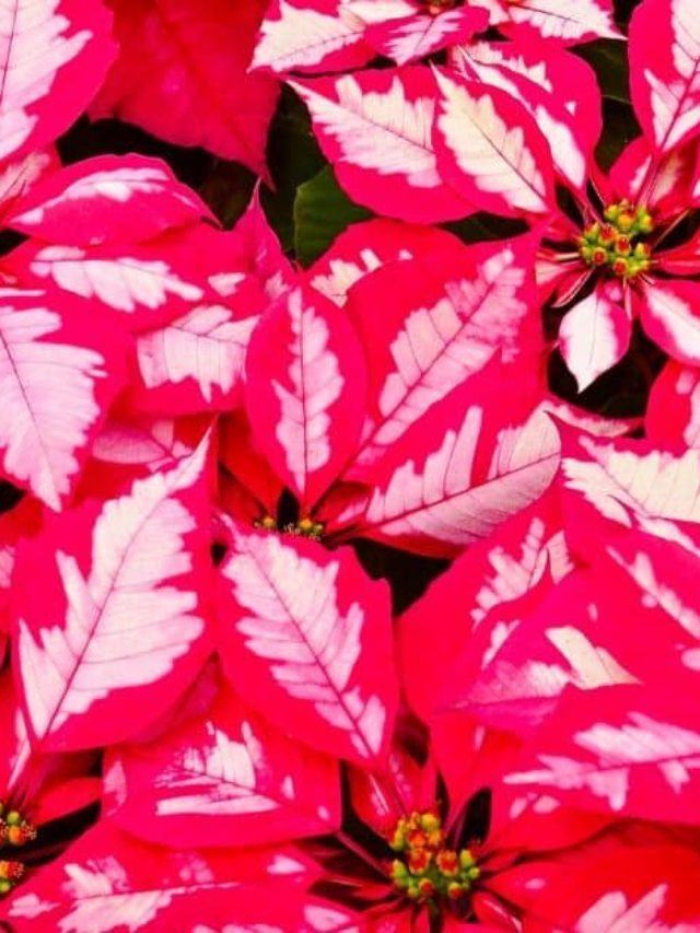 Christmas Flowering Plants: 13 Indoor Christmas Plants