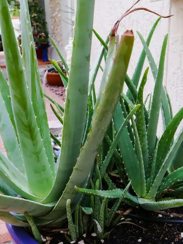 a planting of large aloe vera plants growing outdoors