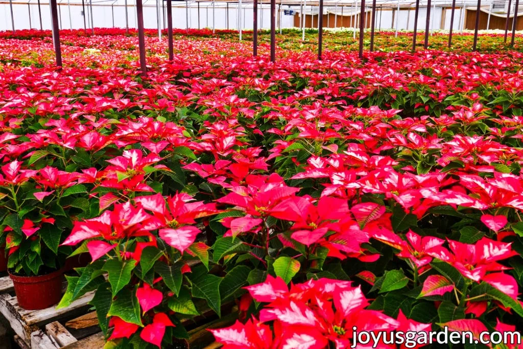 many poinsettias on benches in a poinsettia growers greenhouse