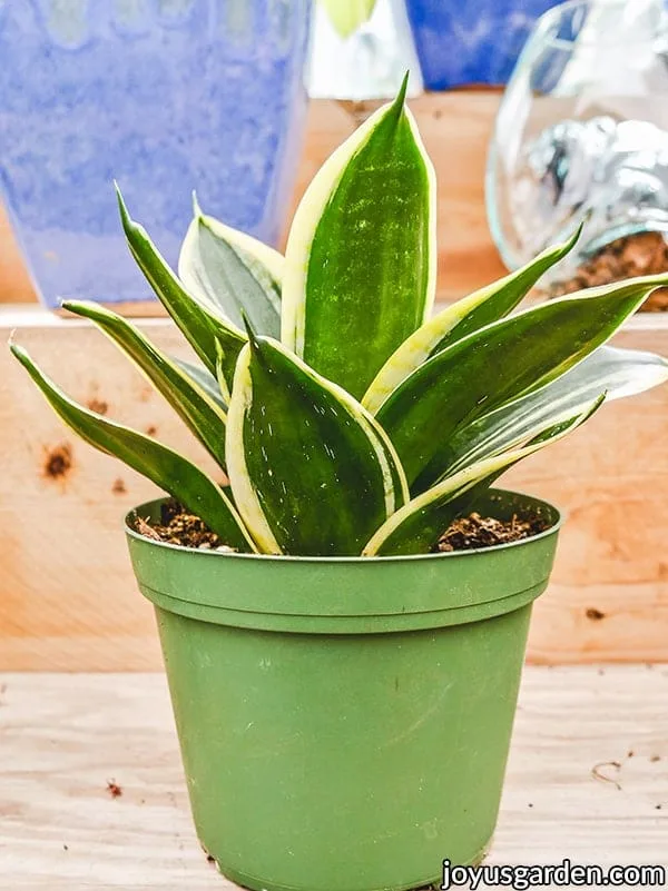 A small snake plant sansevieria in a green grow pot with green leaves edged in yellow.