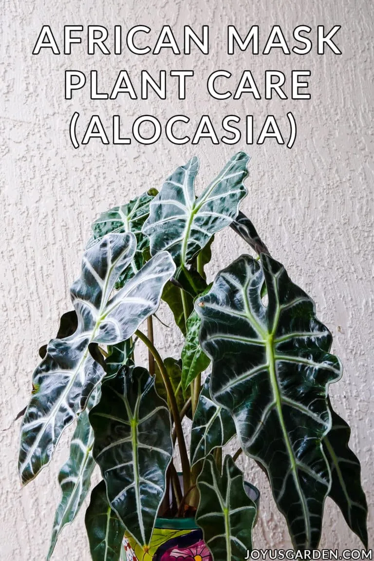 close up of an african mask plant the text reads african mask plant care alocasia