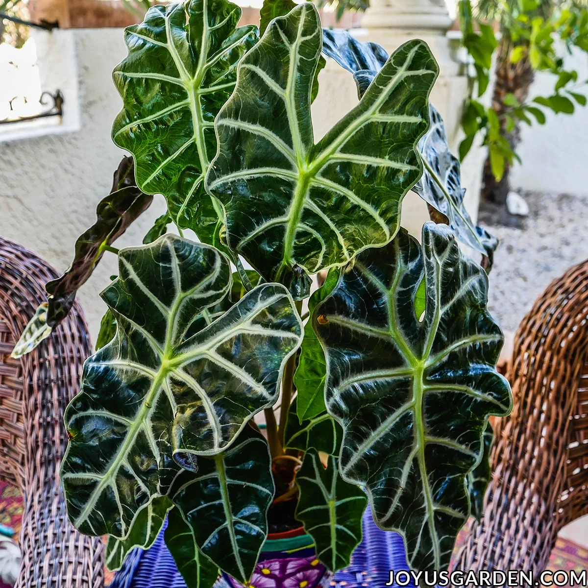 close up of the gorgeous foliage of an african mask plant alocasia polly