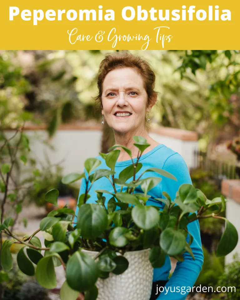 Nell foster holds a Peperomia obtusifolia baby rubber plant the text read Peperomia Obtusifolia care & growing tips joyusgarden.com.