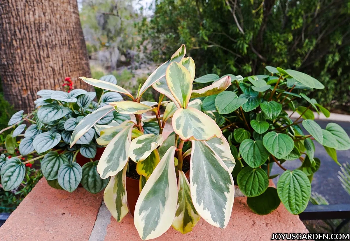 A ripple peperomia a variegated peperomia & a green peperomia houseplants sit on brick column outdoors.