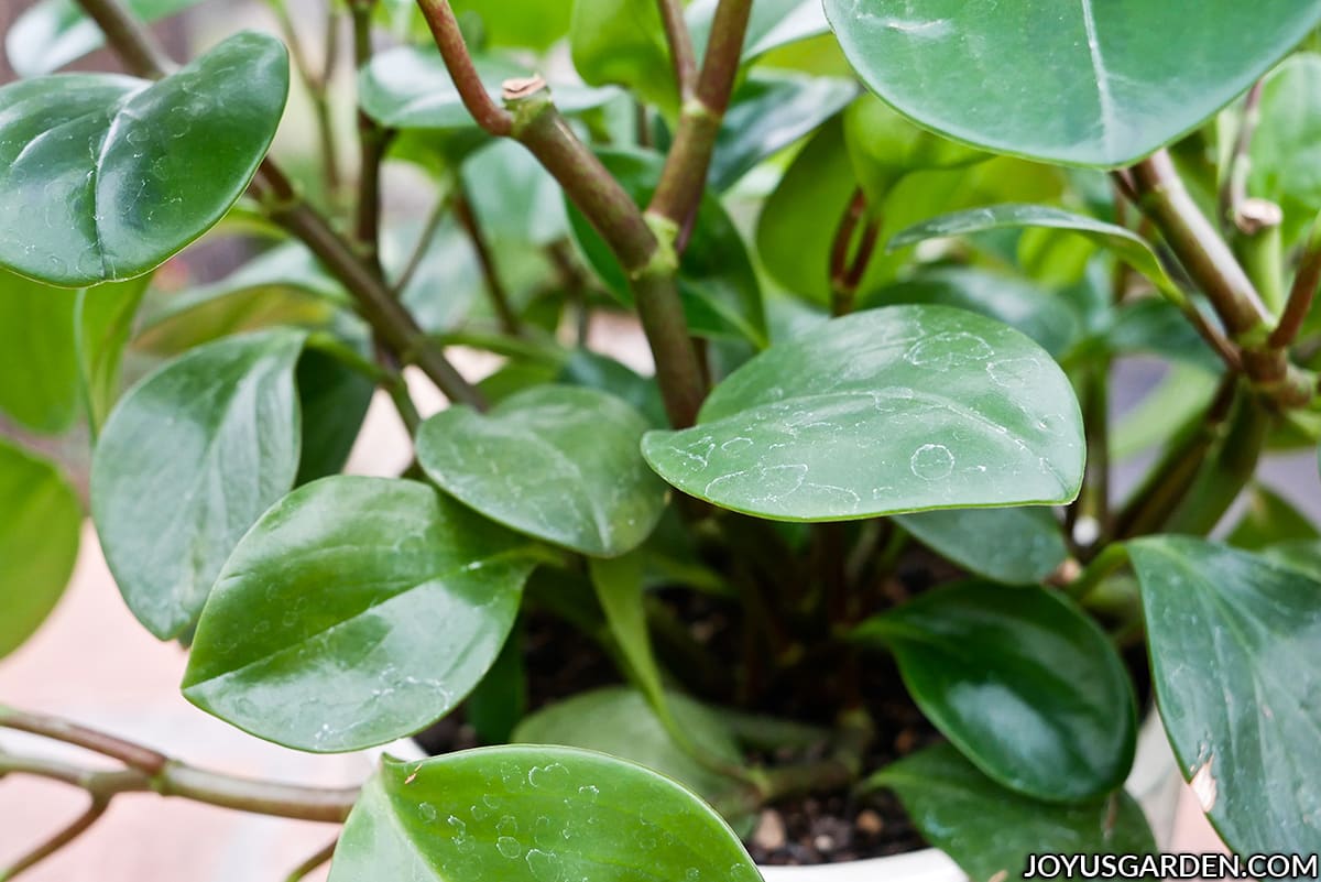 Peperomia Obtusifolia: How To Grow The Easy Care Baby Rubber Plant