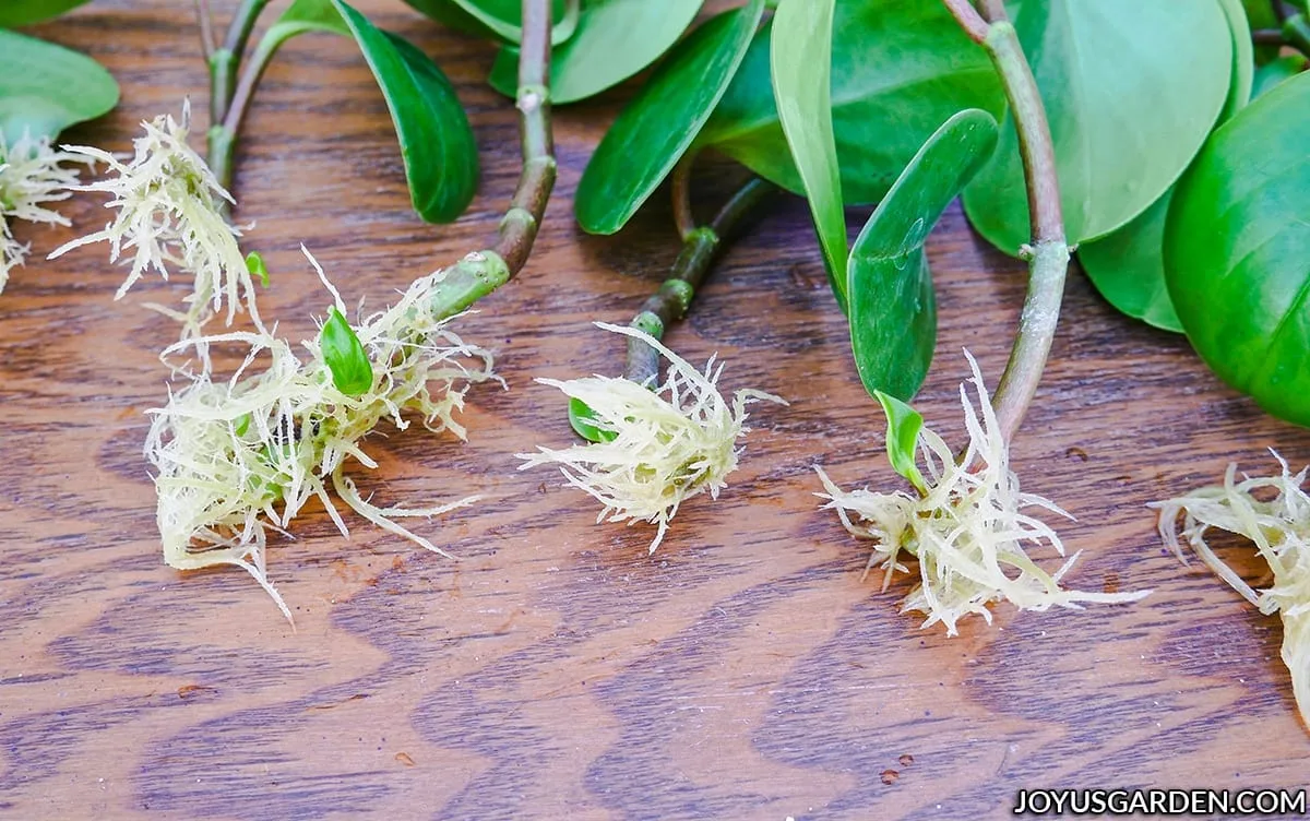 Close up of baby rubber plant cuttings with roots.