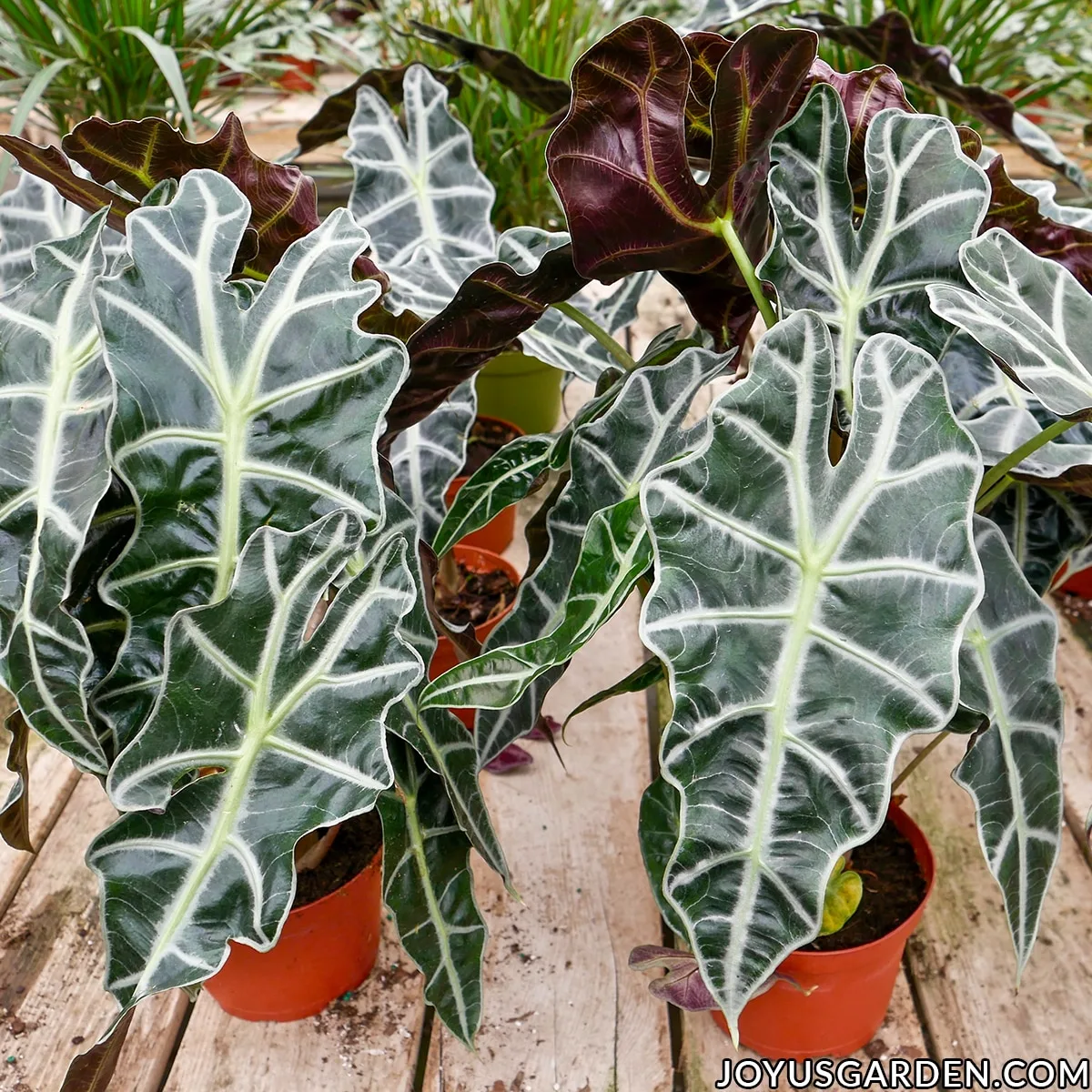 multiple 6 inch pot alocasia polly african mask plants growing in plant nursery 