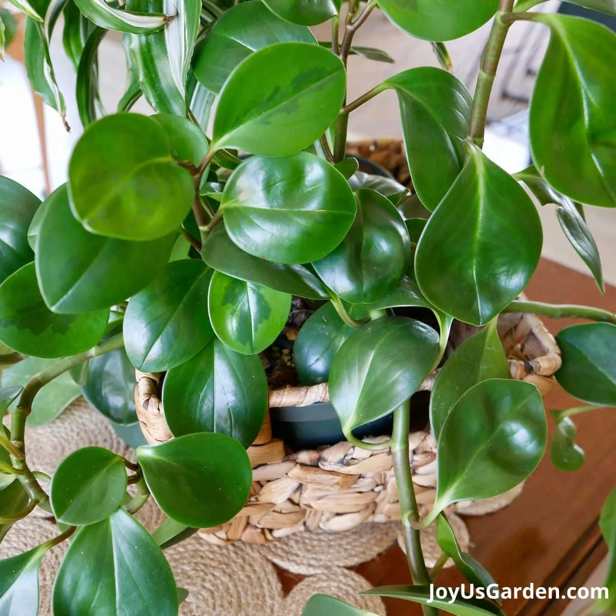 Close-up of the glossy leaves on a baby rubber plant.