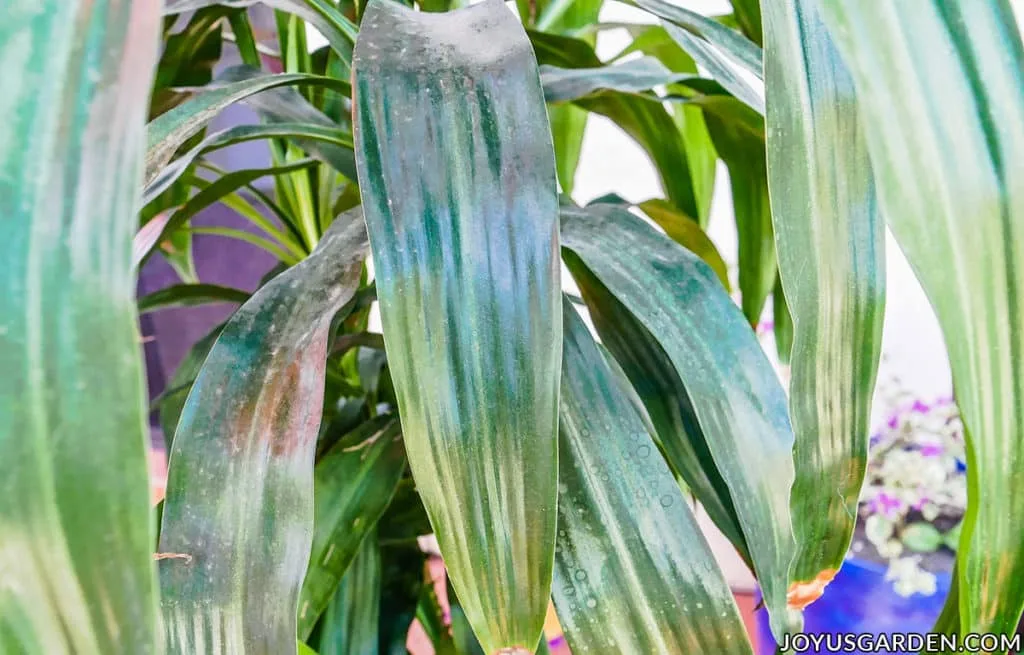 close of up the dirty plant leaves of a dracaena lisa