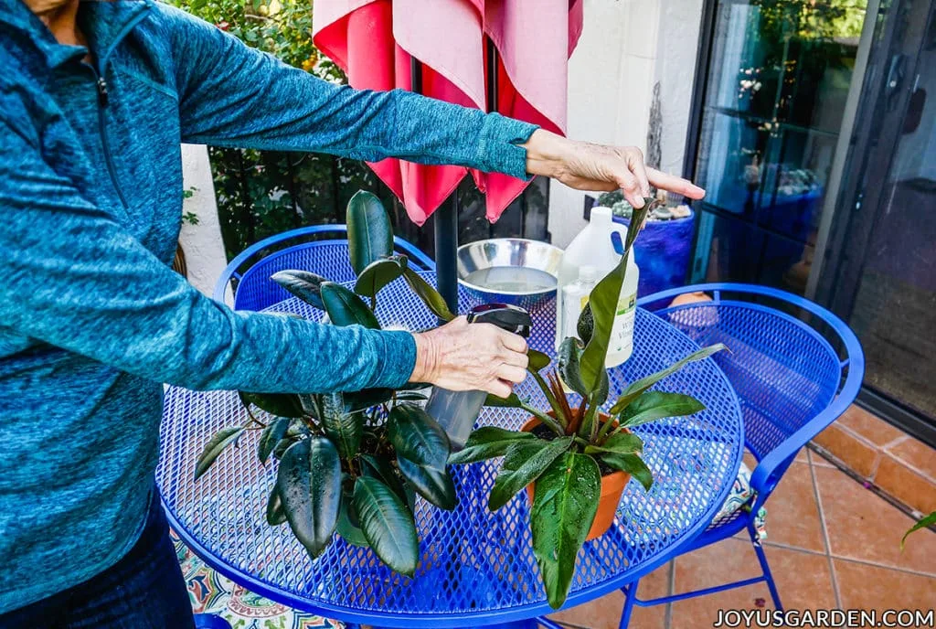 2 small houseplants on a patio table 1 is being sprayed