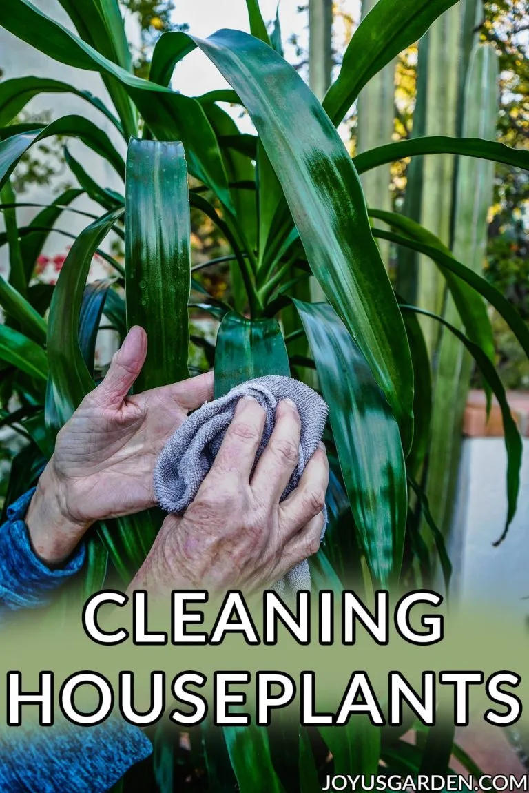 a hand with a cloth cleans a deep green houseplant the text reads cleaning houseplants