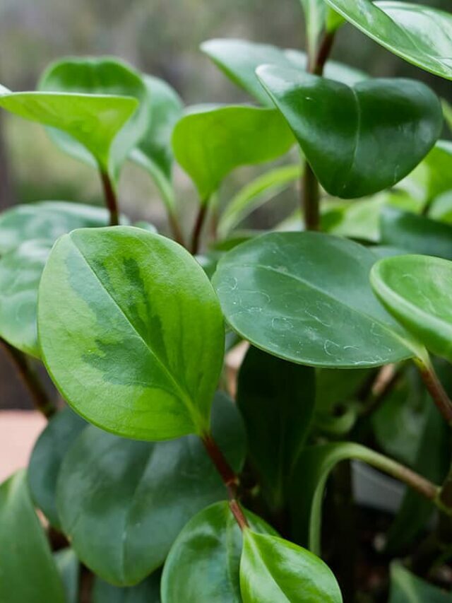 Baby Rubber Plant Care: How To Care For Peperomia Obtusifolia