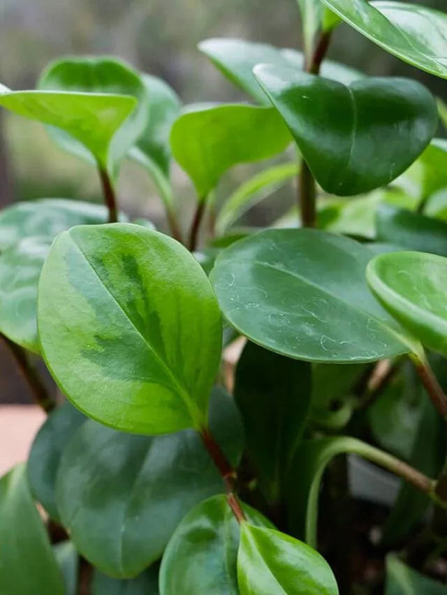 close up of peperomia obtusifolia baby rubber plant leaves a few are slightly variegated