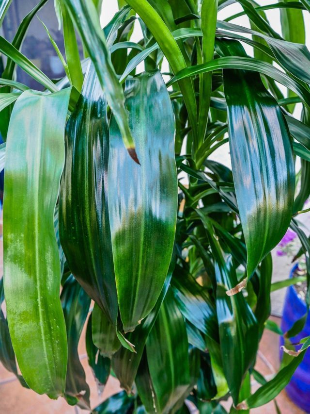 Cleaning Plant Leaves