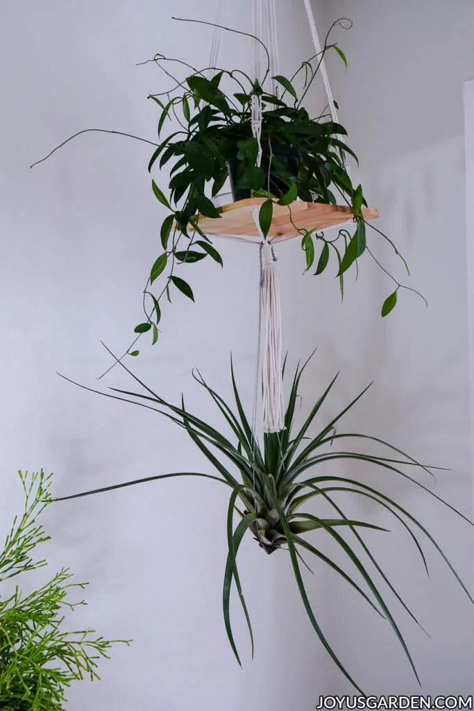 a small shelf with a plant on it hangs from the ceiling with a large air plant hanging off of it 