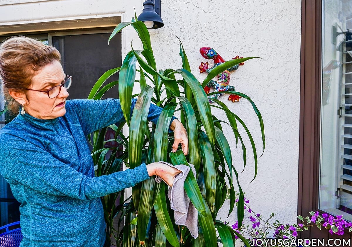 cleaning-houseplants-how-to-clean-your-houseplants