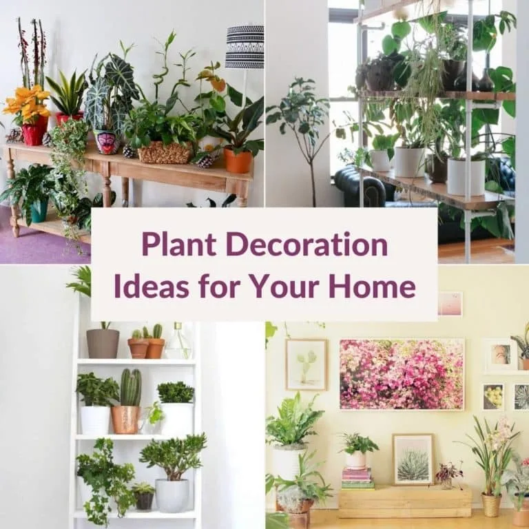 Plant Decoration Ideas for Your Home