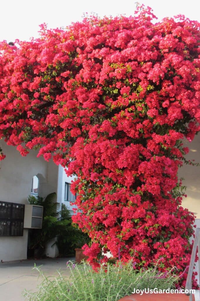 A pinkish red bougainvillea grows outdoors in an arch like shape over a walkway.