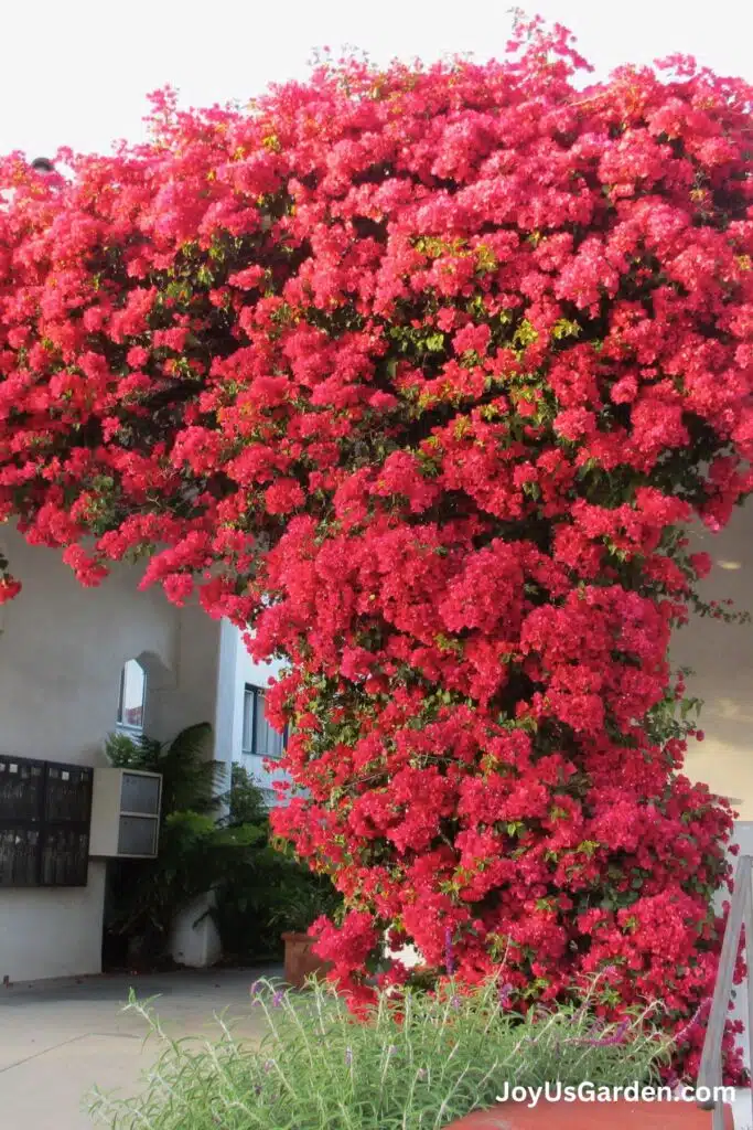 A pinkish red bougainvillea grows outdoors in an arch like shape over a walkway.