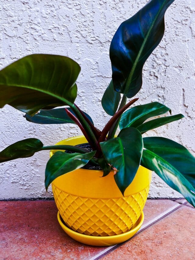 a philodendron imperial red houseplant in a yellow pot sits on the ground the text reads philodendron imperial red