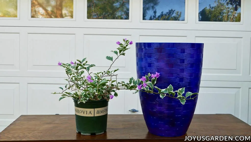 a bougainvillea with variegated foliage sits next to a tall blue pot on a work table