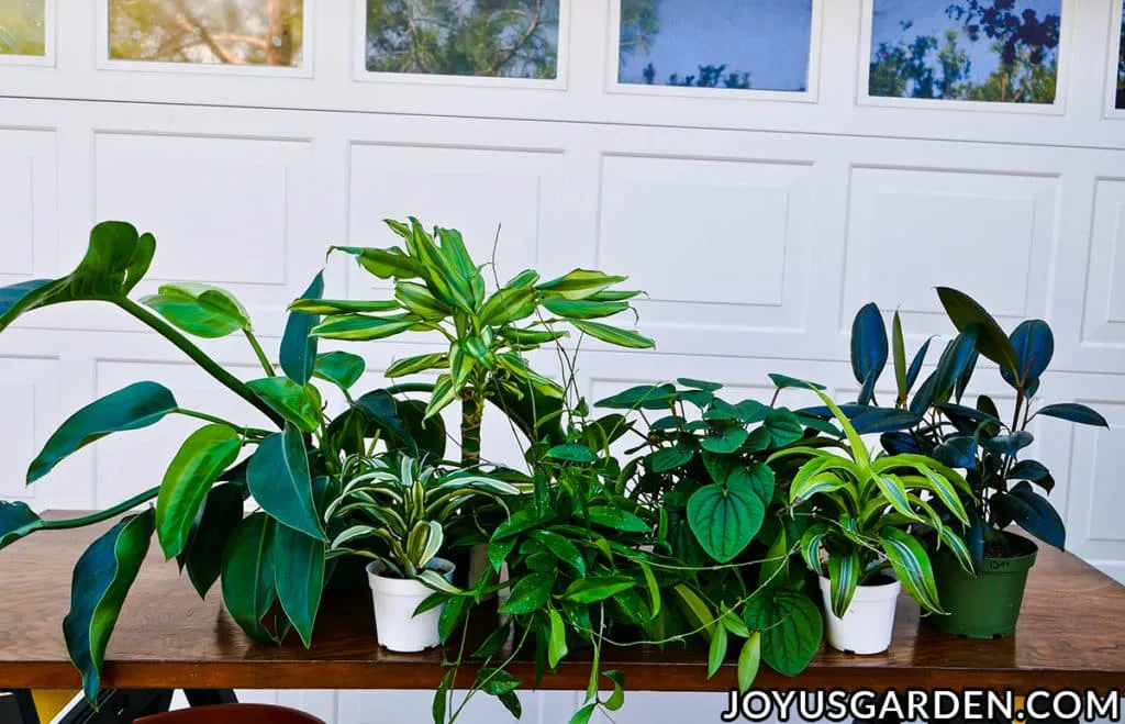 a variety of small tropical houseplants sit on a work table