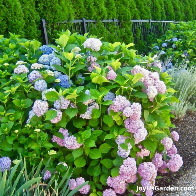 Hydrangea Color Change: The Cause & What To Do (2024 Guide)