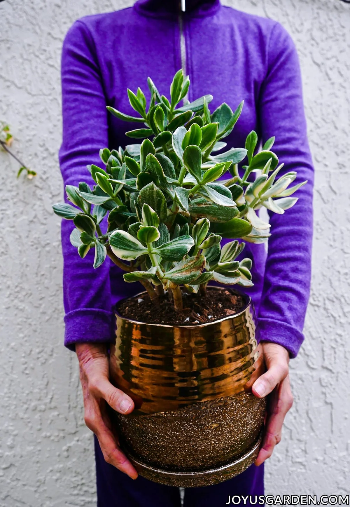 A woman in a purple shirt holds a variegated jade plant in a bronze metallic ceramic pot.