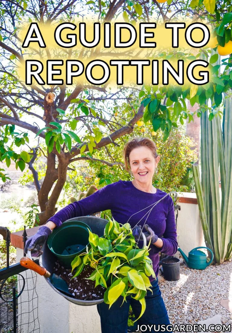 a woman holds a metal bin filled with soil mix a plant & a trowel the text reads a guide to repotting