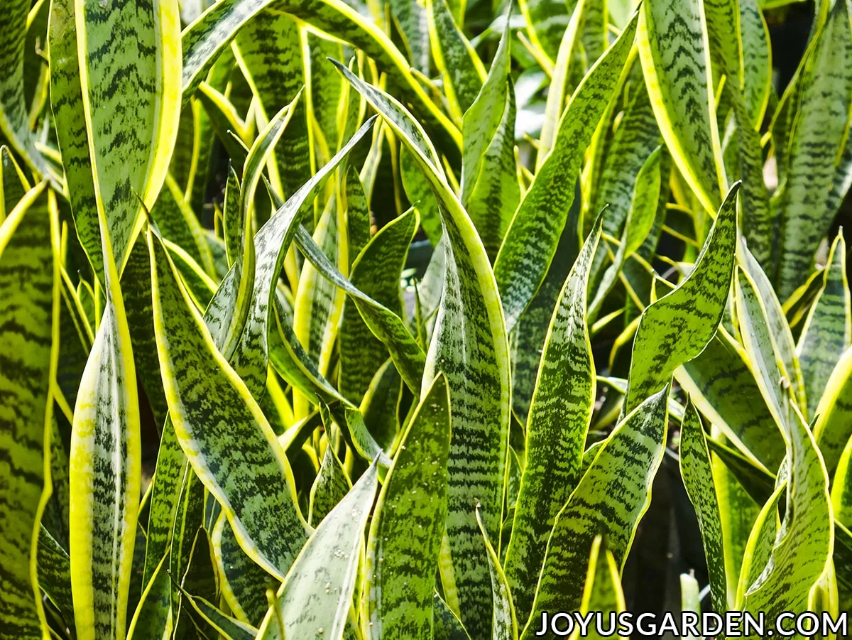 Looking closely at the vibrant foliage of a sansevieria laurentii snake plant.