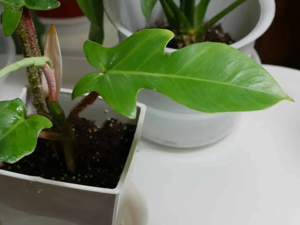 close up of a 4" philodendron squamiferum